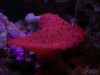 Coral Morph